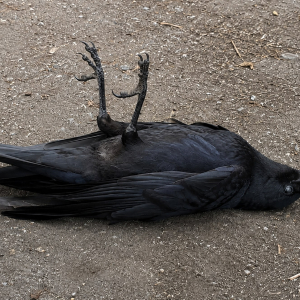 A photograph of a dead crow lying on its back on the pavement.